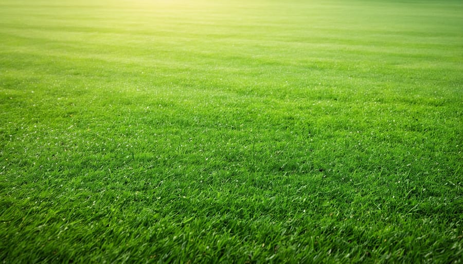Healthy established lawn with thick dense grass growth